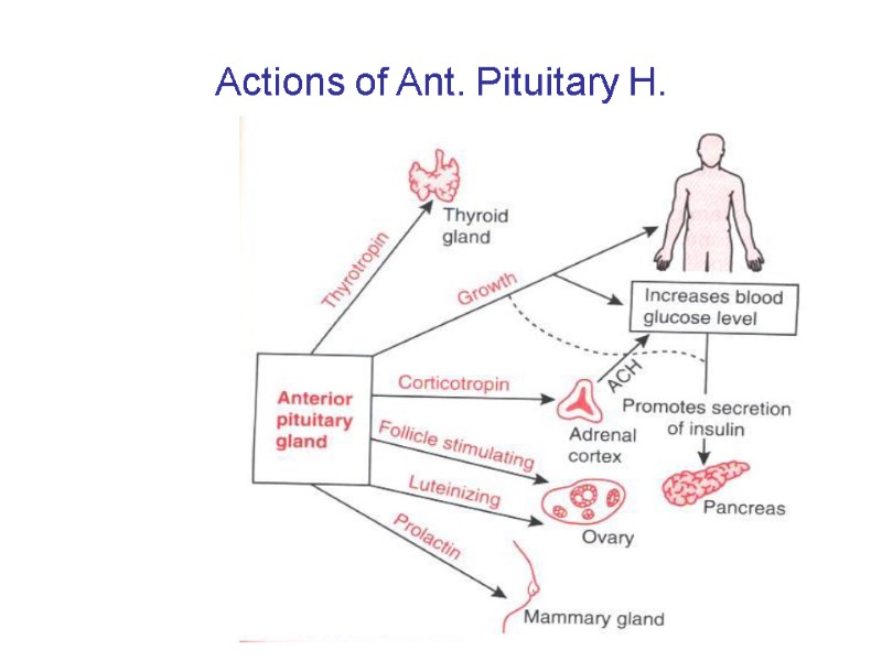 Actions of Ant. Pituitary H.